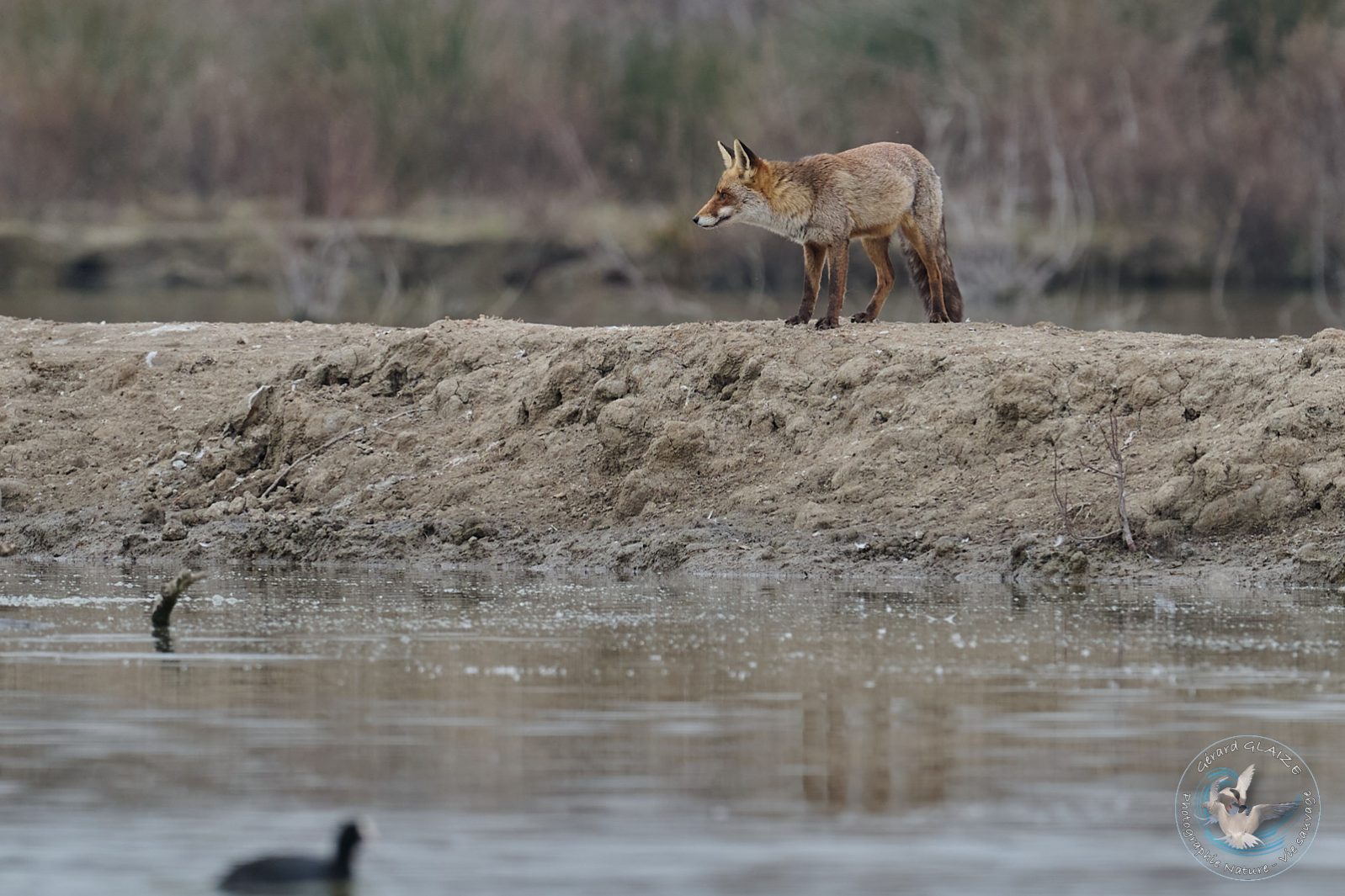 Renard roux - Red Fox