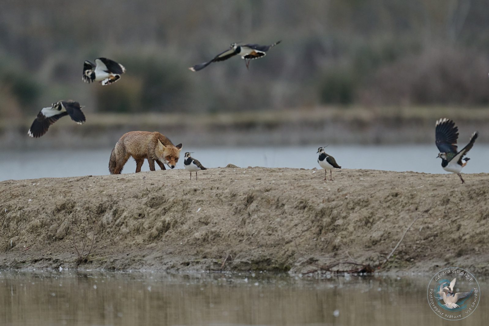 Renard roux - Red Fox