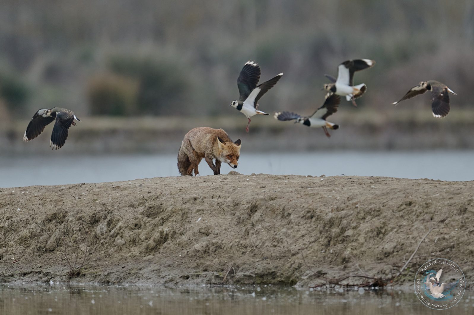 Renard roux - Red Fox