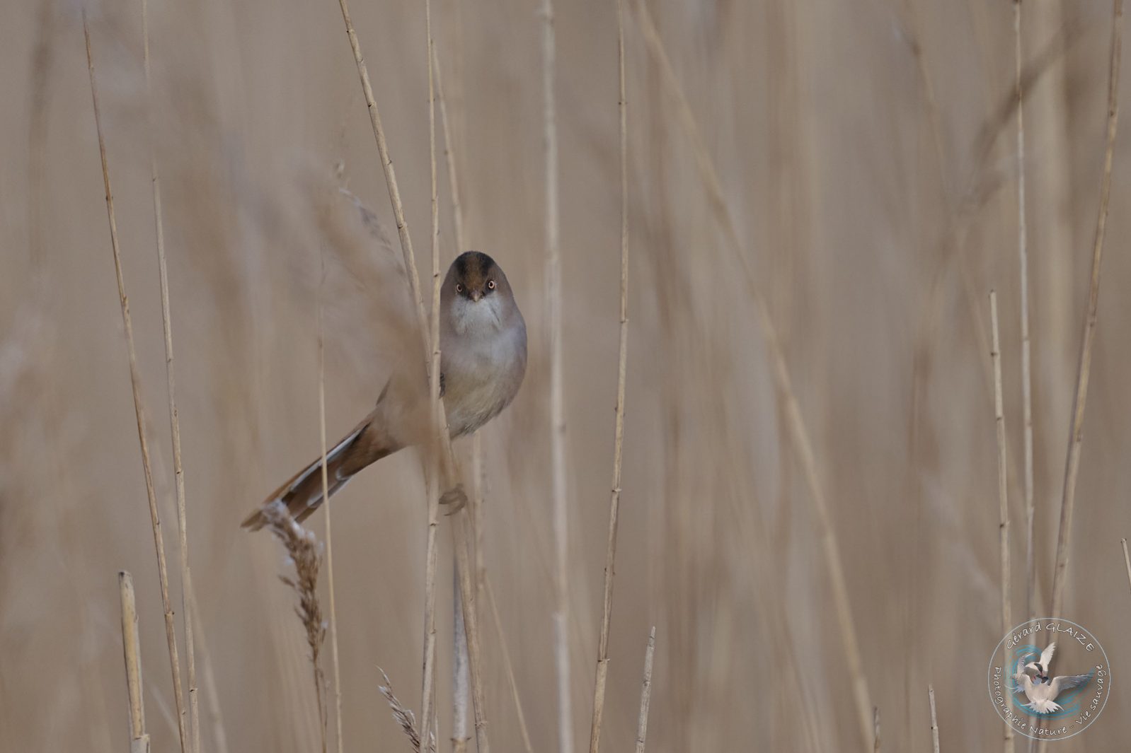 Panure à moustache - Bearded Reedling