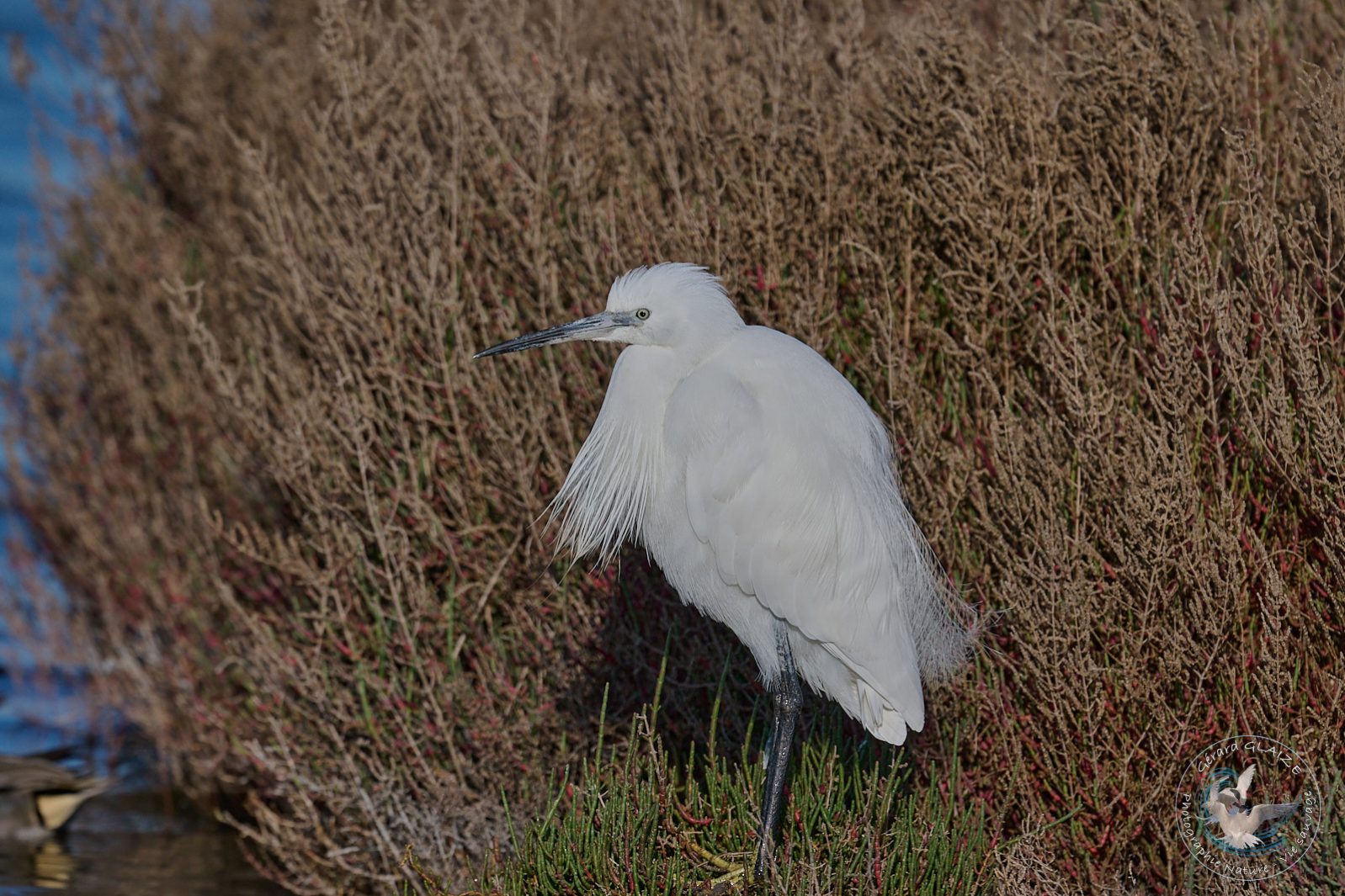 Aigrette Garzette - Little Egret