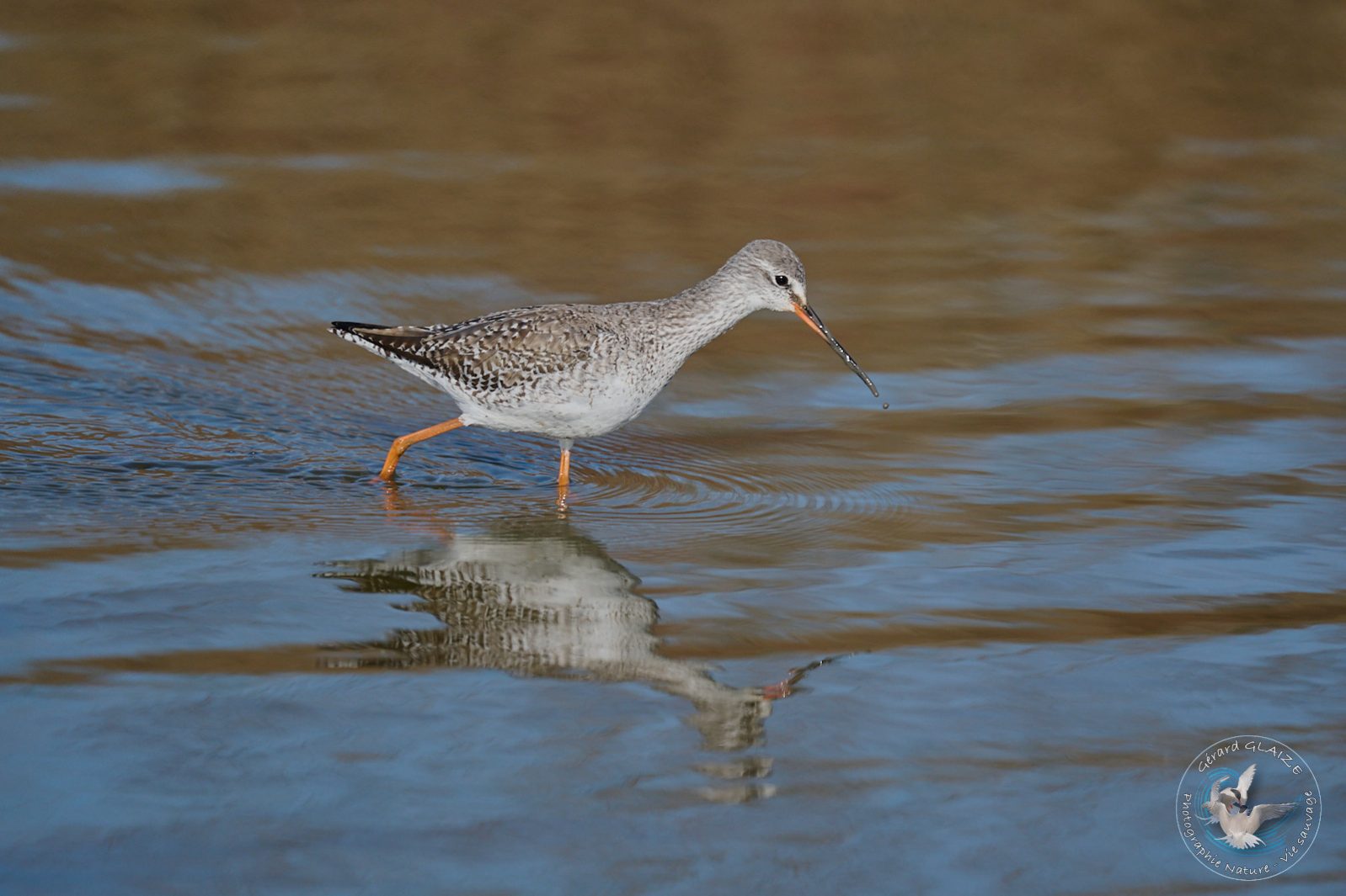 Chevalier - Arlequin - Spotted Redshank