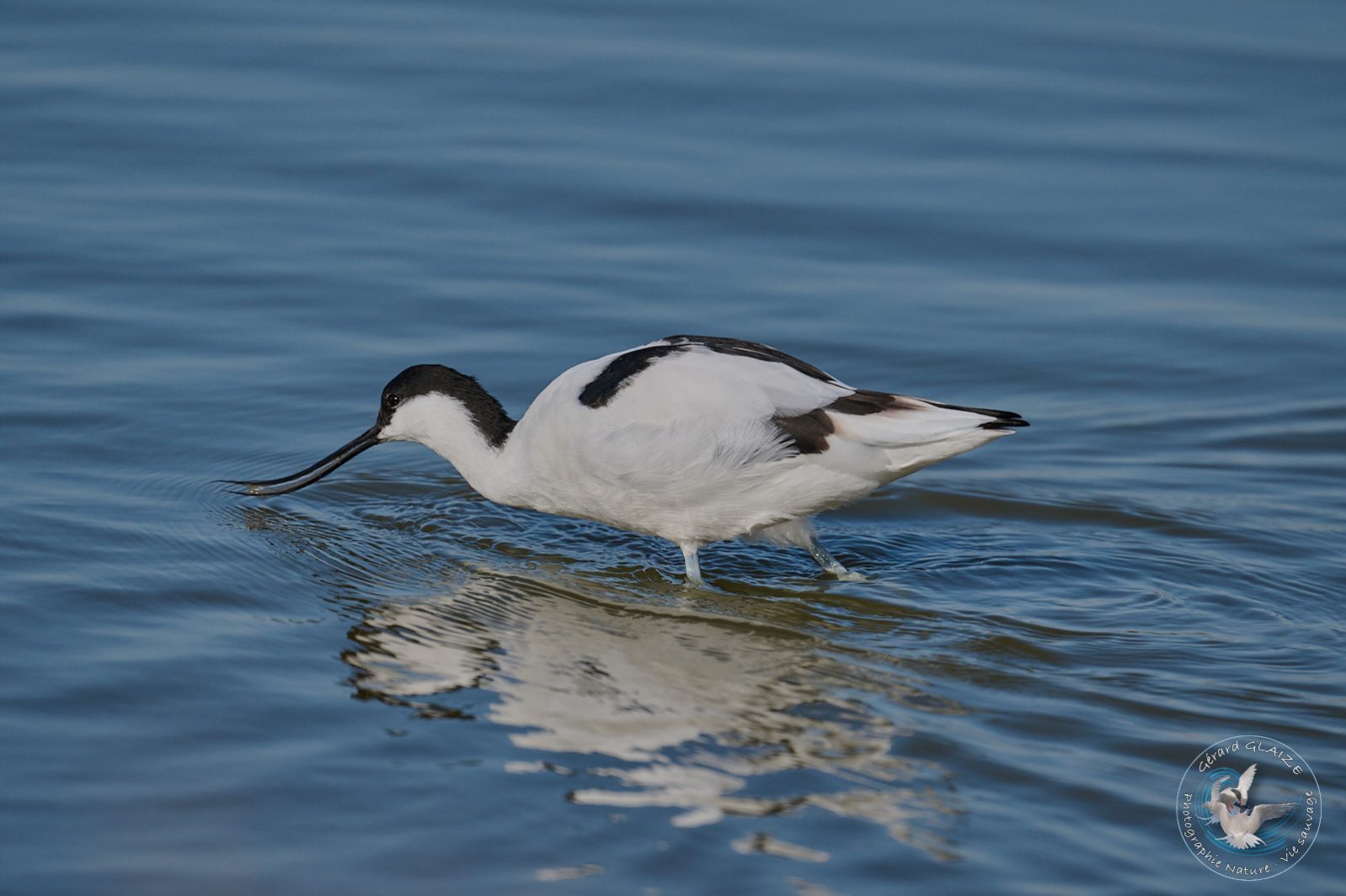 Avocette élégante - Pied Avocet