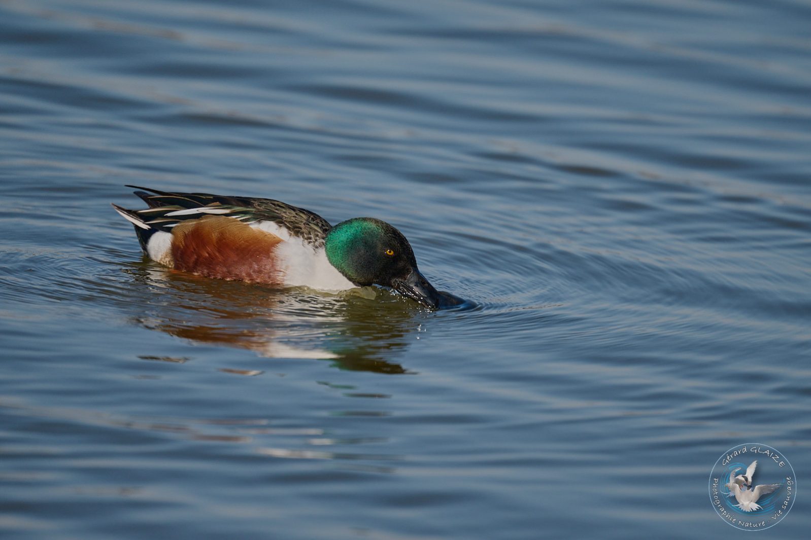 Canard Souchet - Northern Shoveler