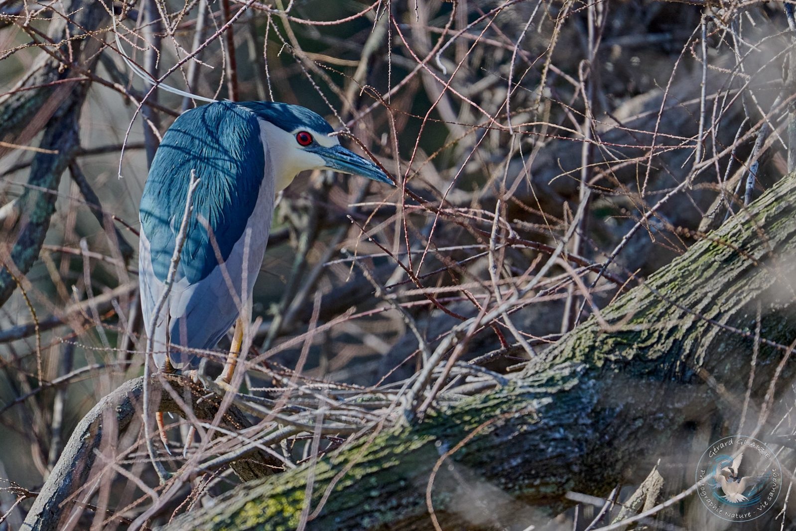 Héron Bihoreau - Black-crowned Night Heron