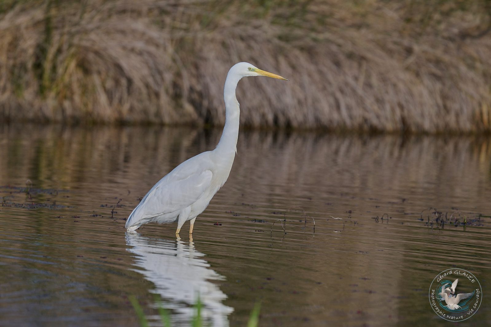 Grande Aigrette - Great Egret