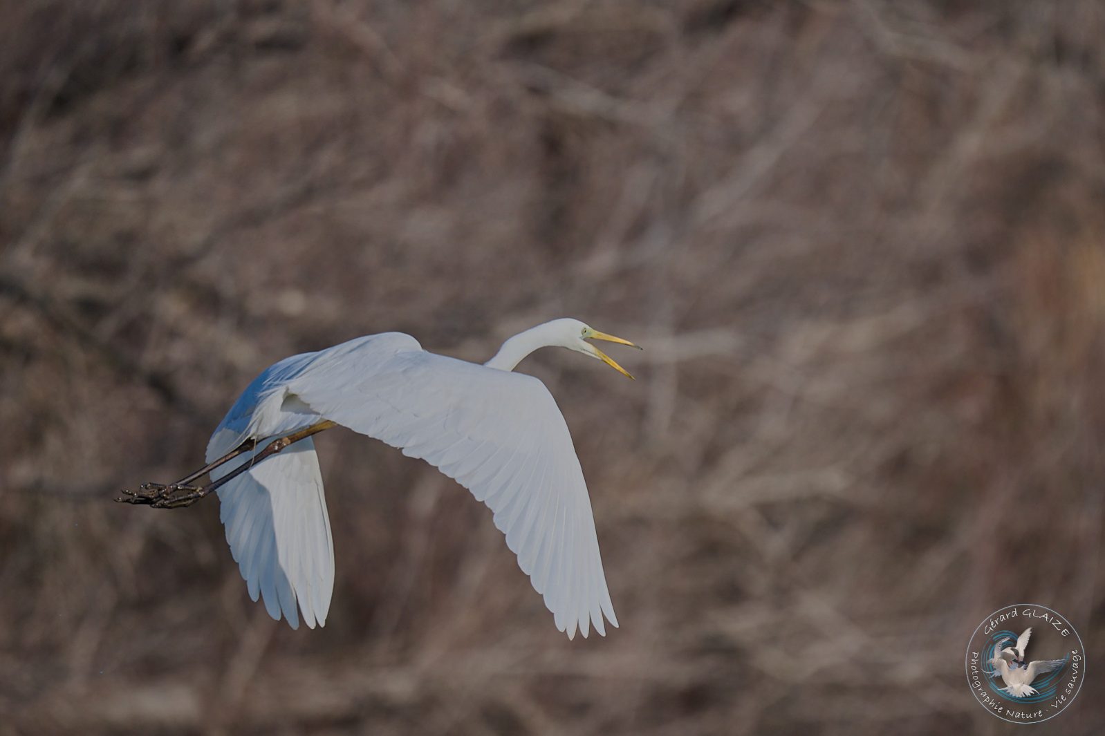 Grande Aigrette - Great Egret