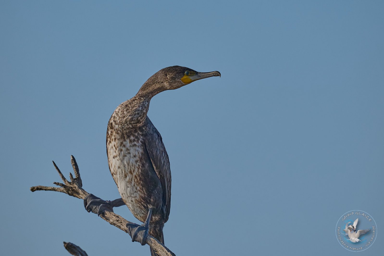 Grand Cormoran - Great Cormorant