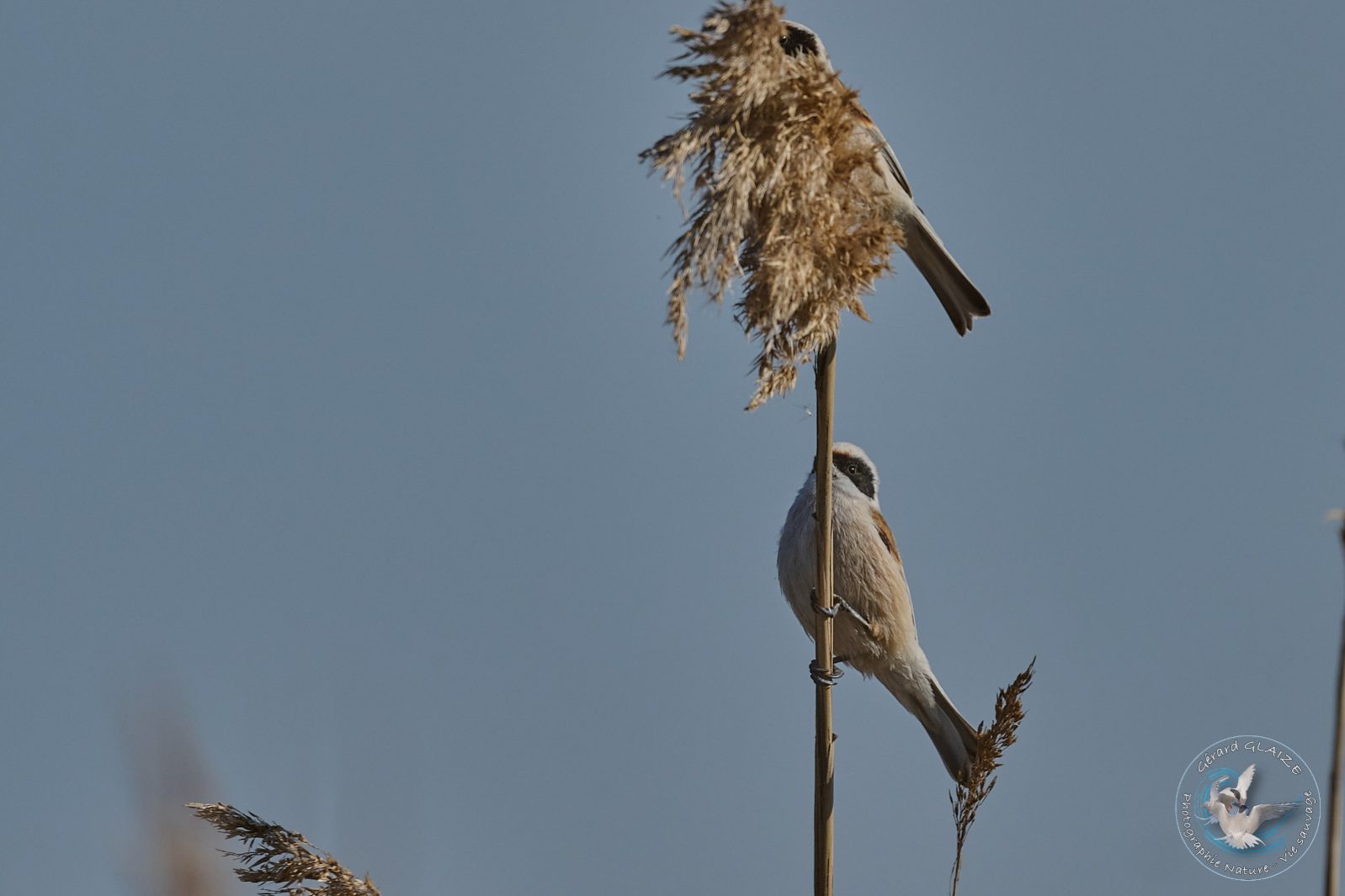 Rémiz penduline - Eurasian Penduline Tit