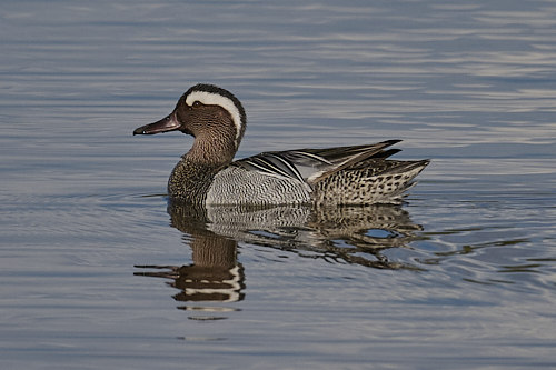 gadwall