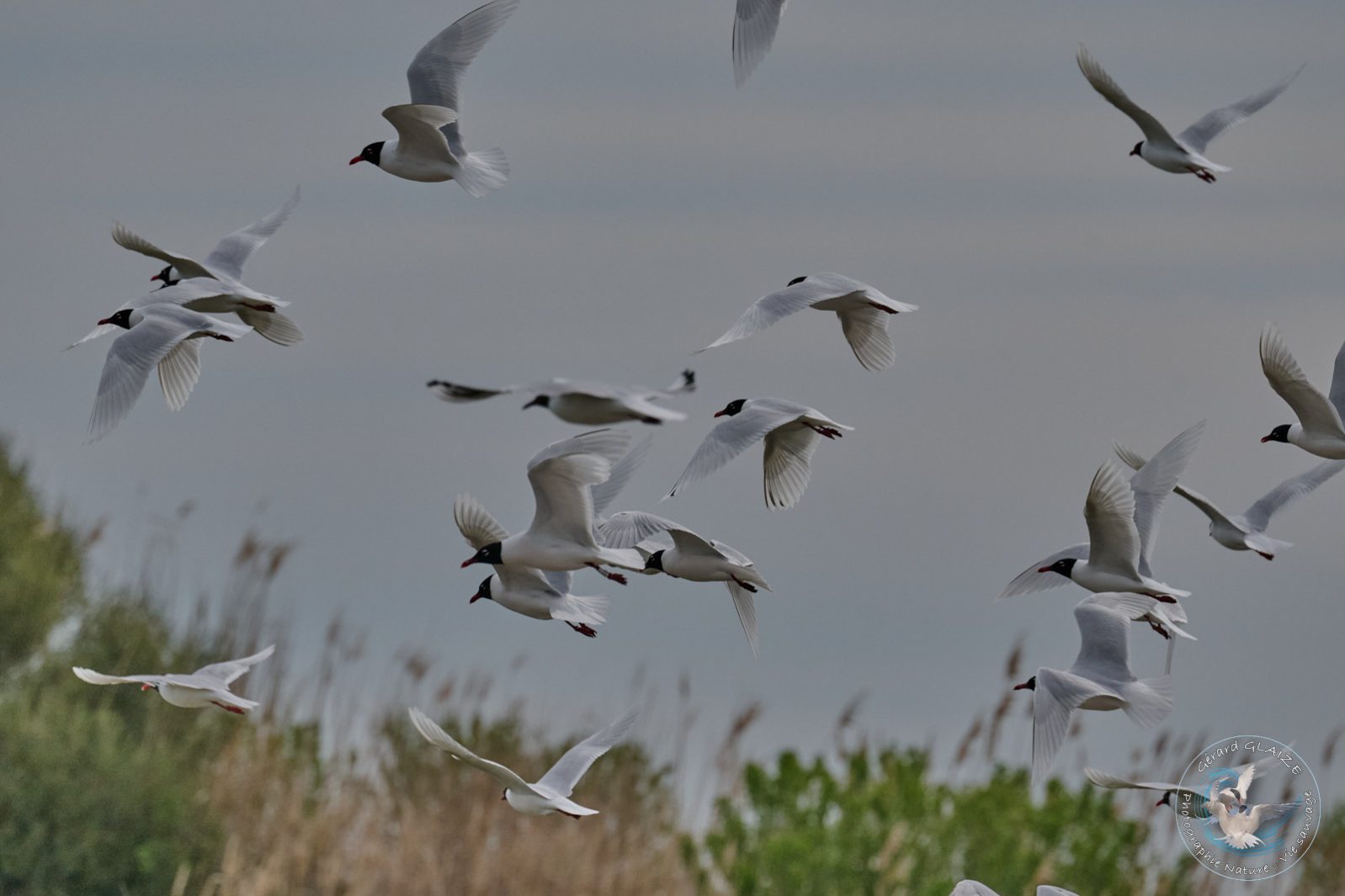 Mouette mélanocéphale - Mediterranean Gull