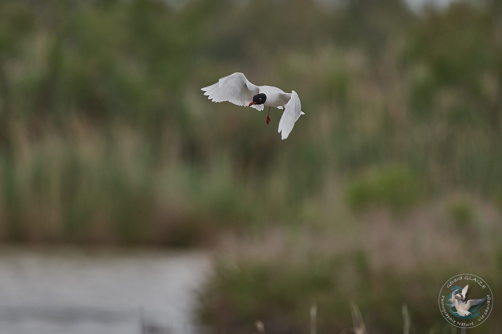 Mouette mélanocéphale - Mediterranean Gull