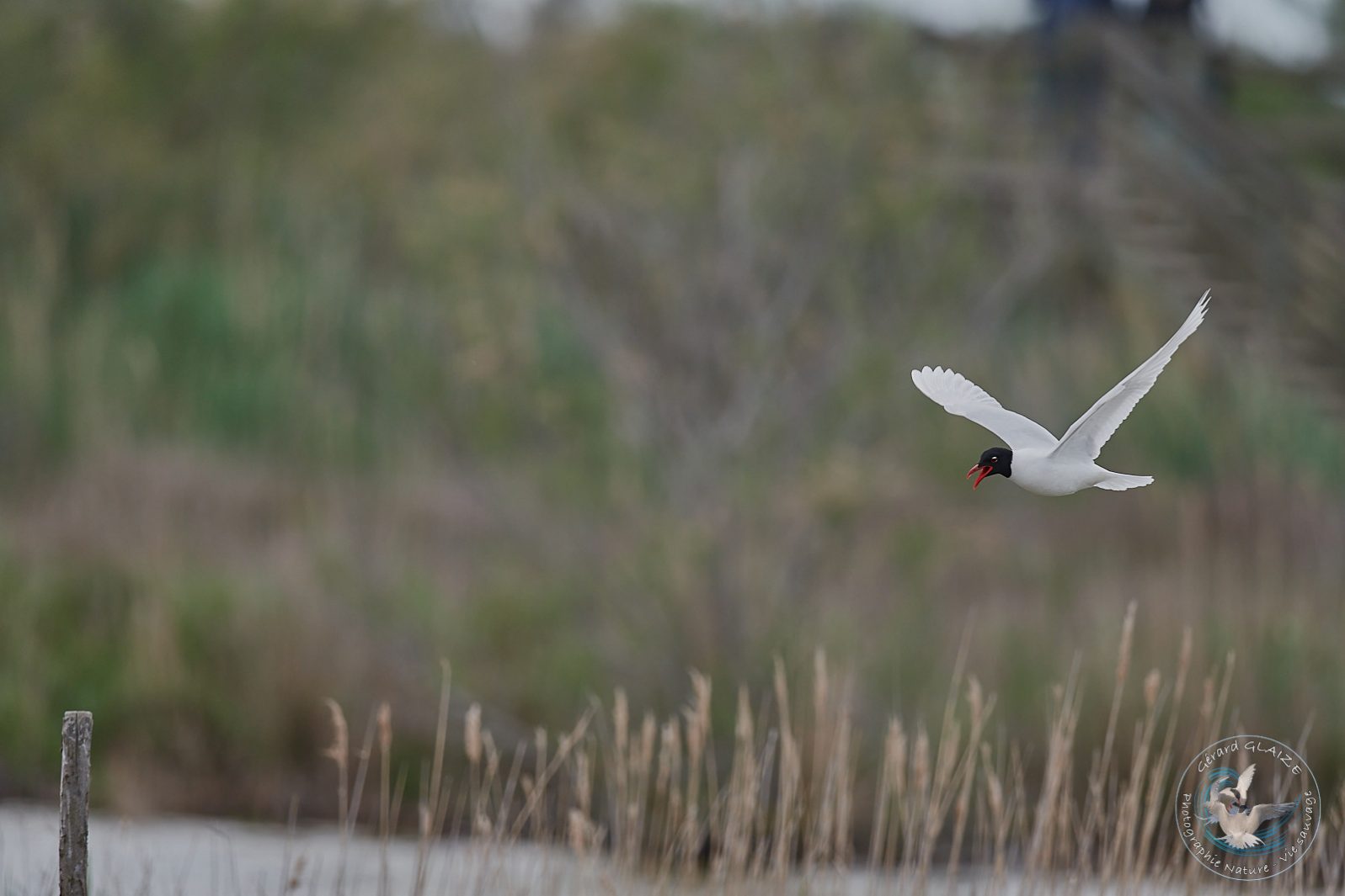 Mouette mélanocéphale - Mediterranean Gull