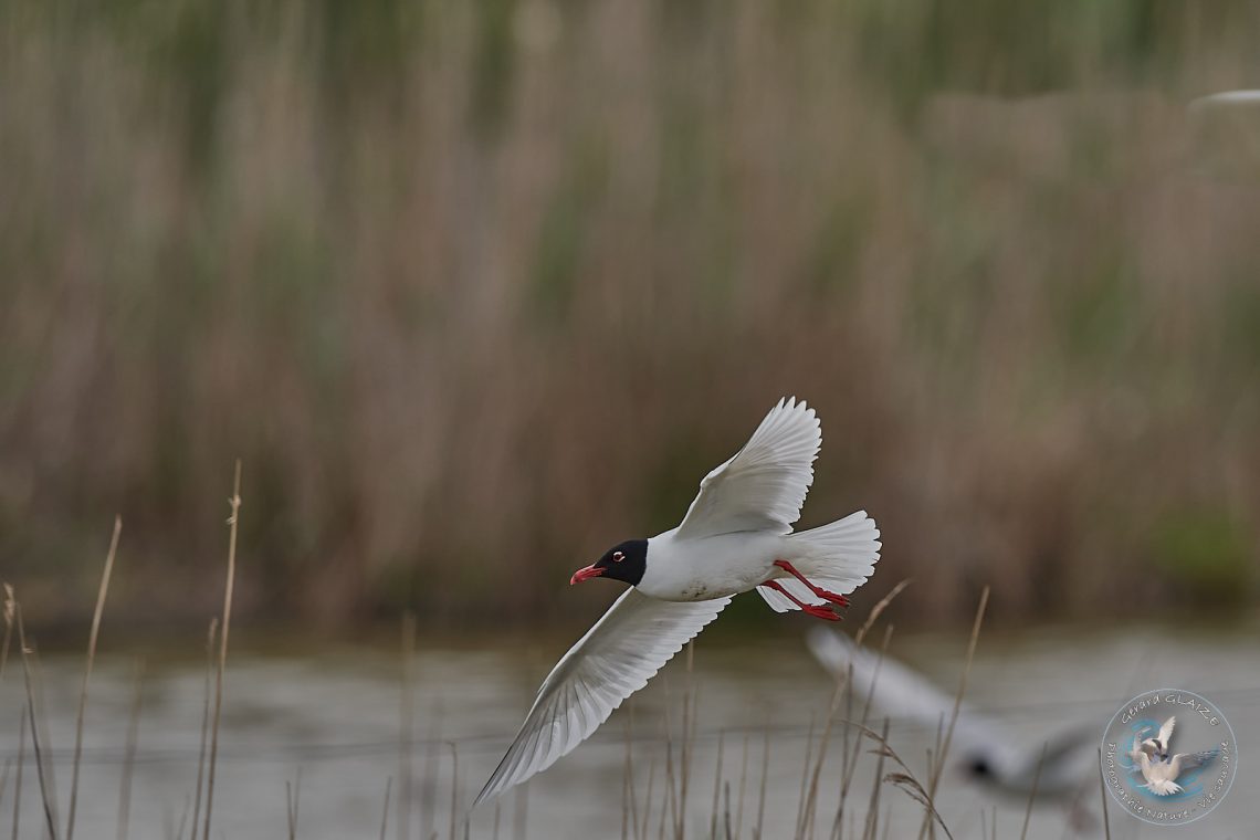 Mouette mélanocéphale - Mediterranean Gull