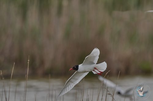 Mouette mélanocéphale - Mediterranean Gull
