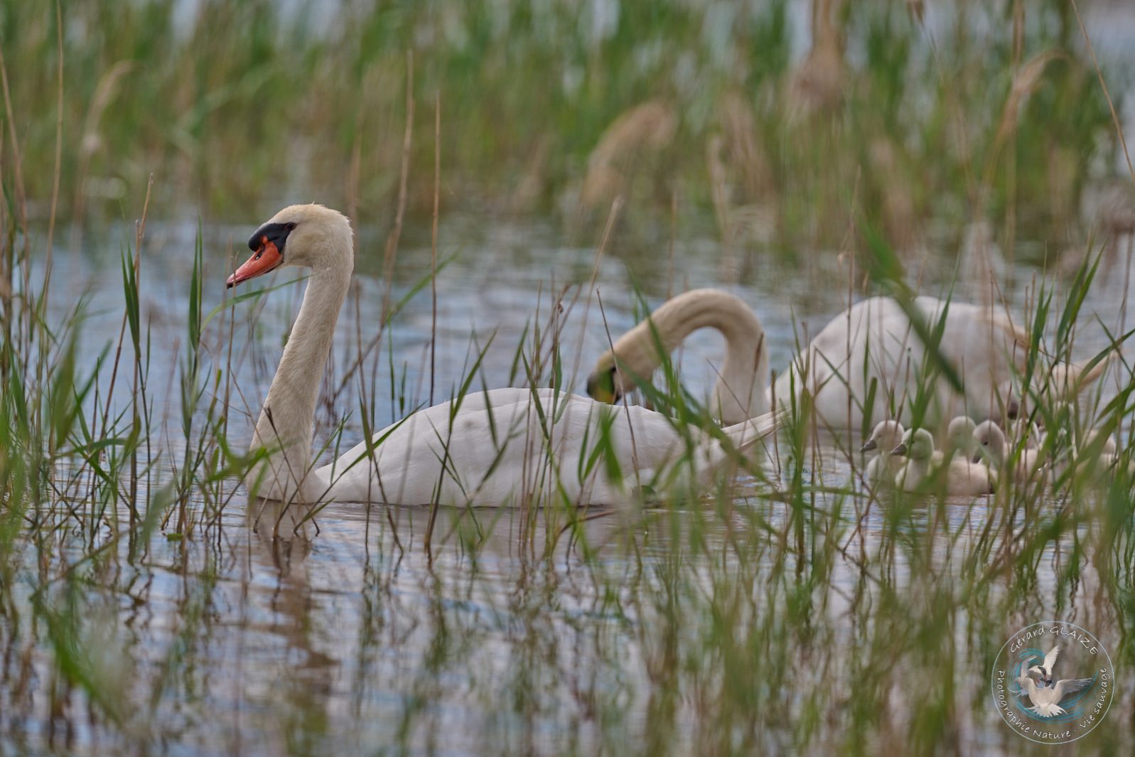 Cygne tuberculé - Mute Swan