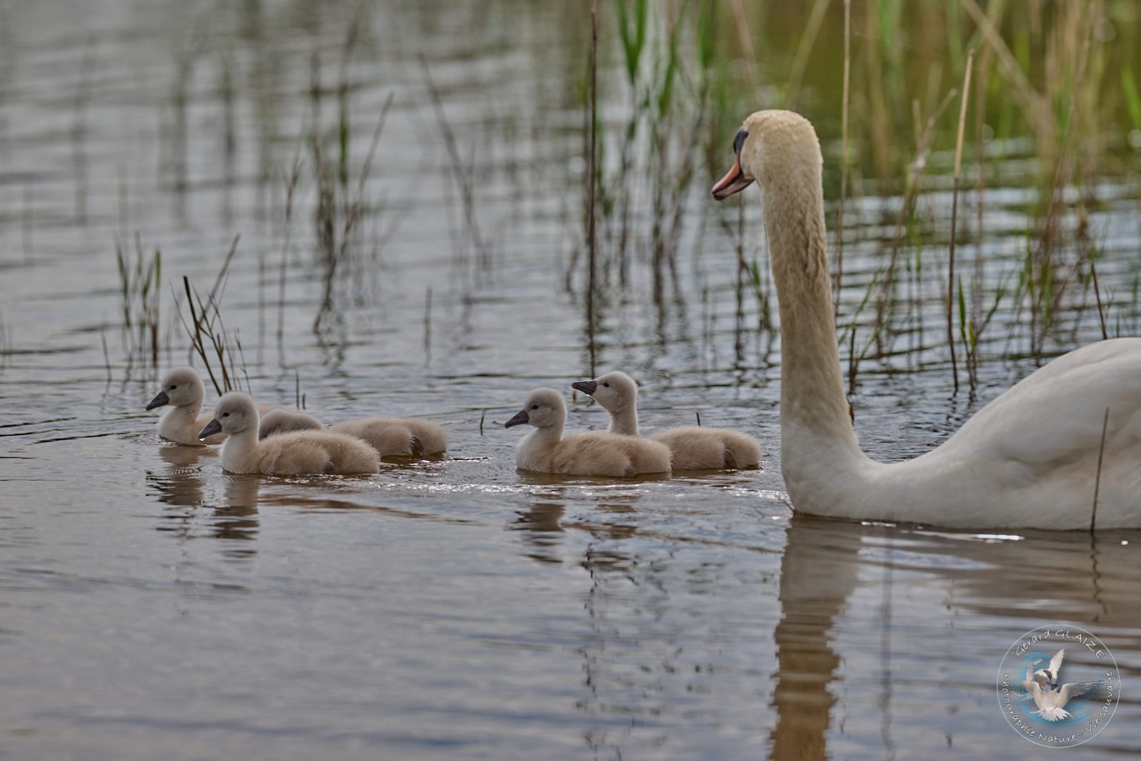 Cygne tuberculé - Mute Swan