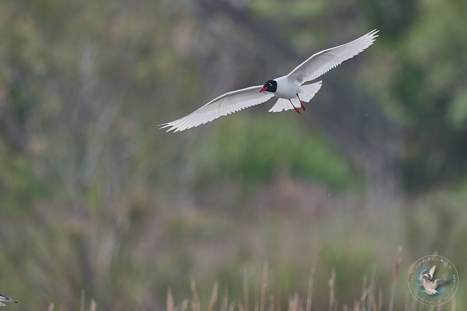 Mouette mélanocéphale - Mediterranean Gull