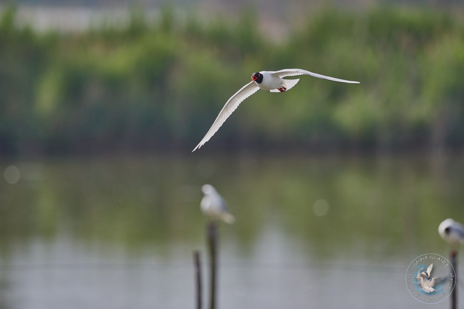 Mouette mélanocéphale - Mediterranean Gull