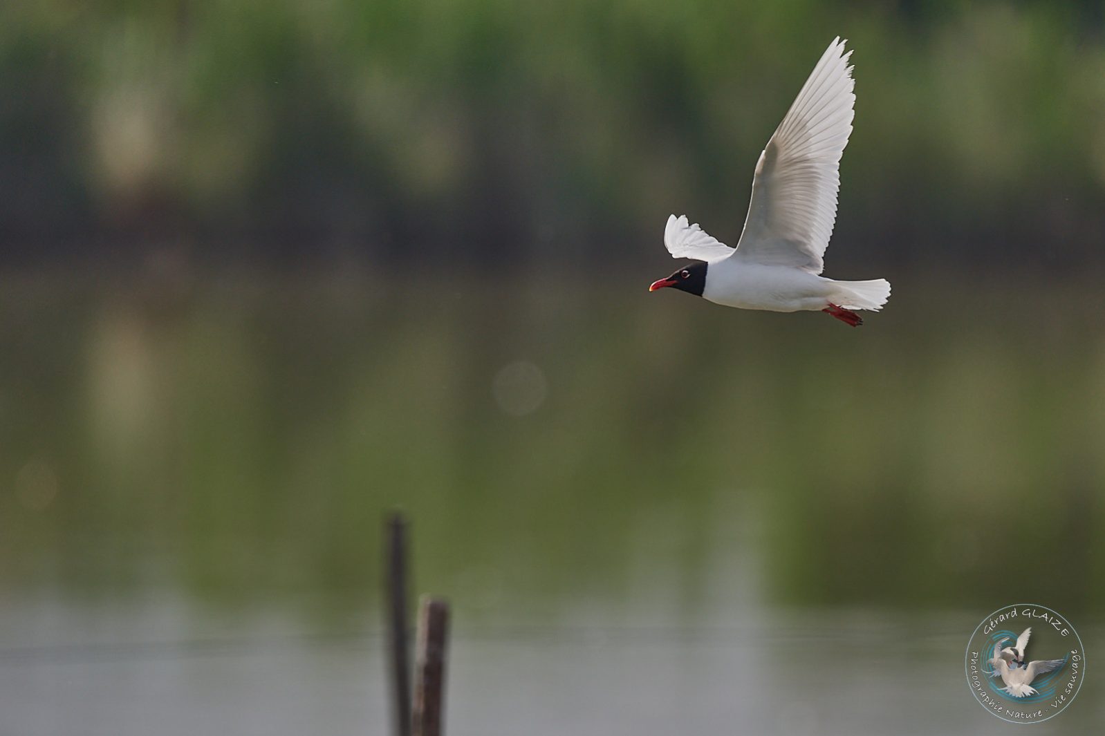 Mouette mélanocéphale - Mediterranean Gull