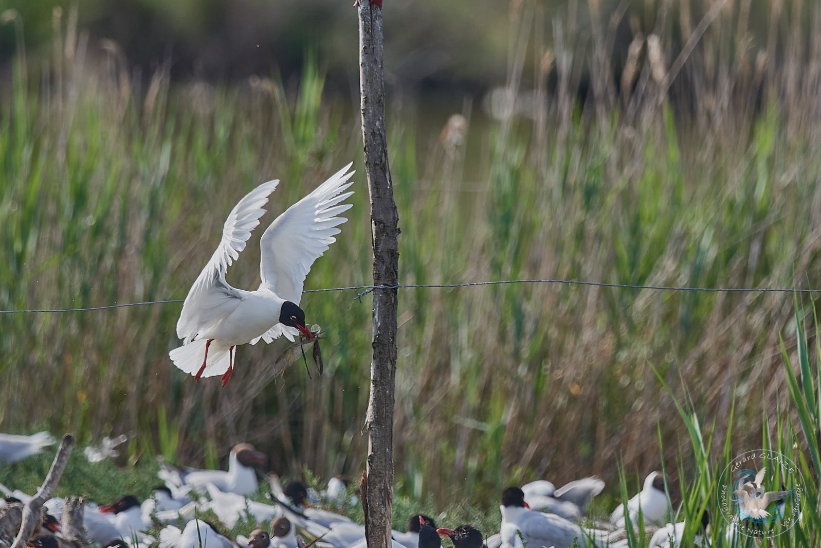 Mouette mélanocéphale - Mediterranean Gull