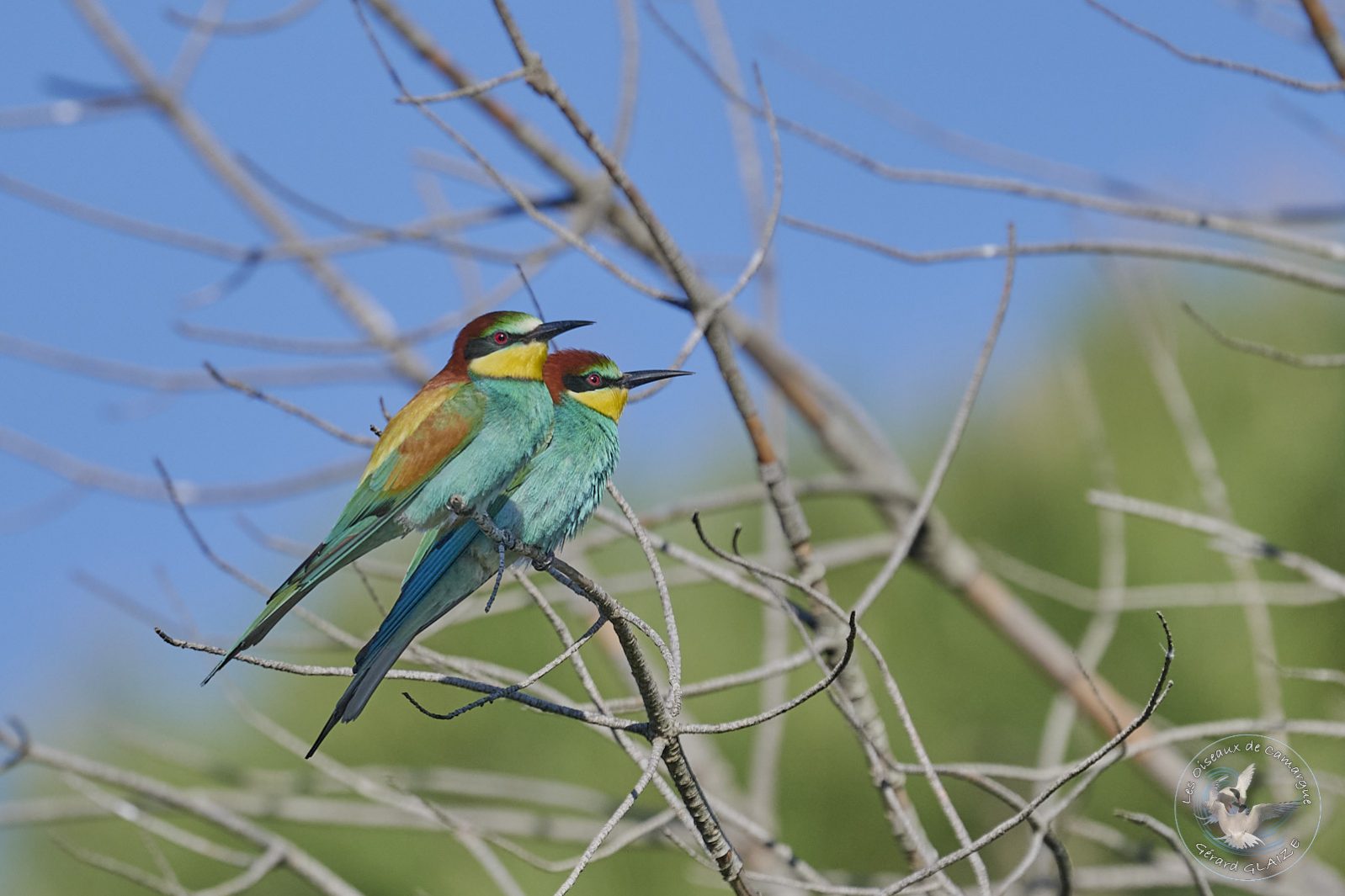 Guêpier d'Europe - European Bee-eater