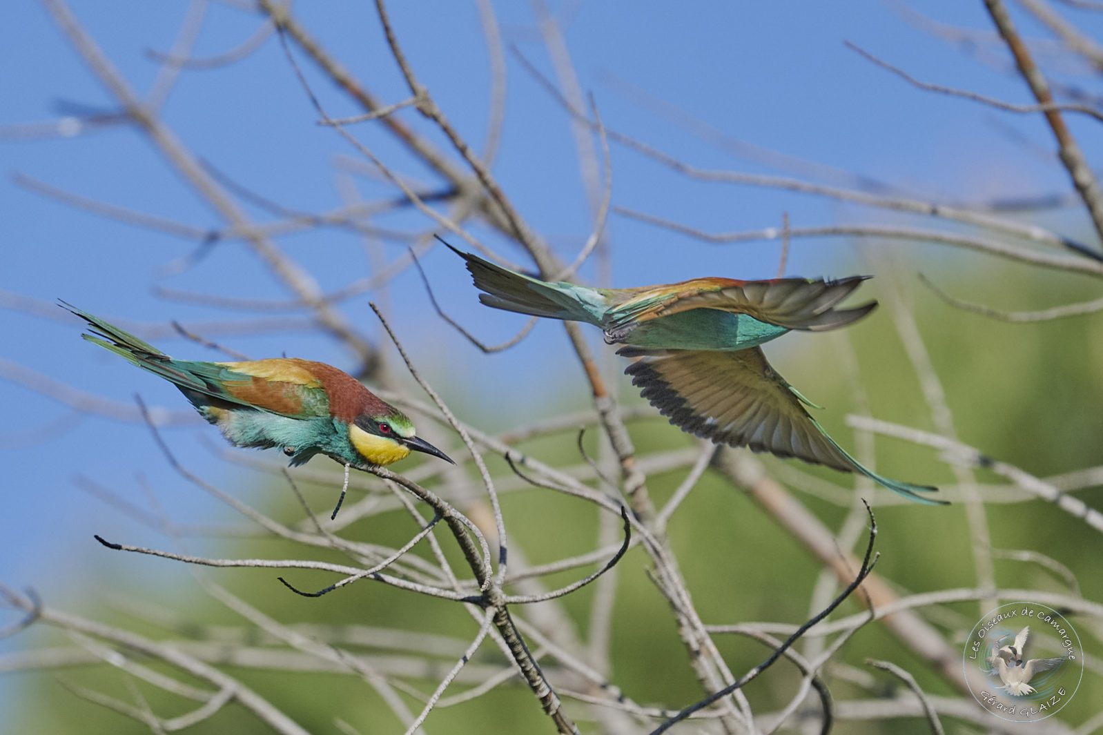 Guêpier d'Europe - European Bee-eater