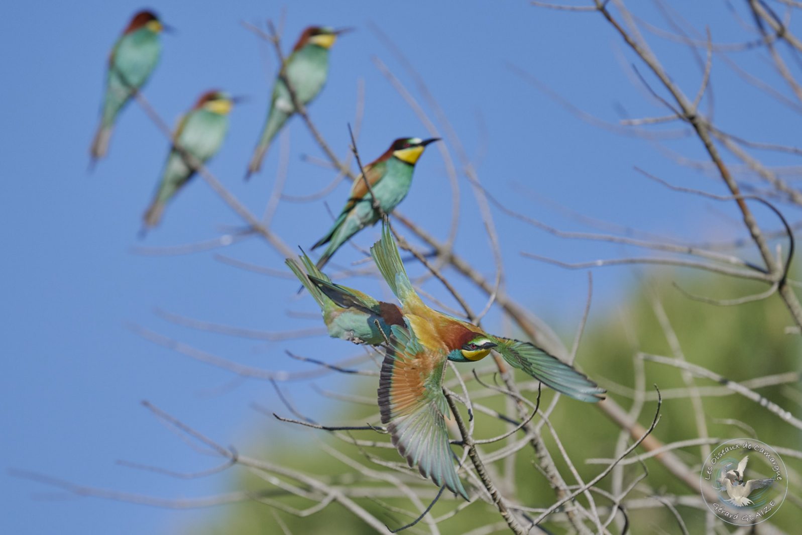 Guêpier d'Europe - European Bee-eater