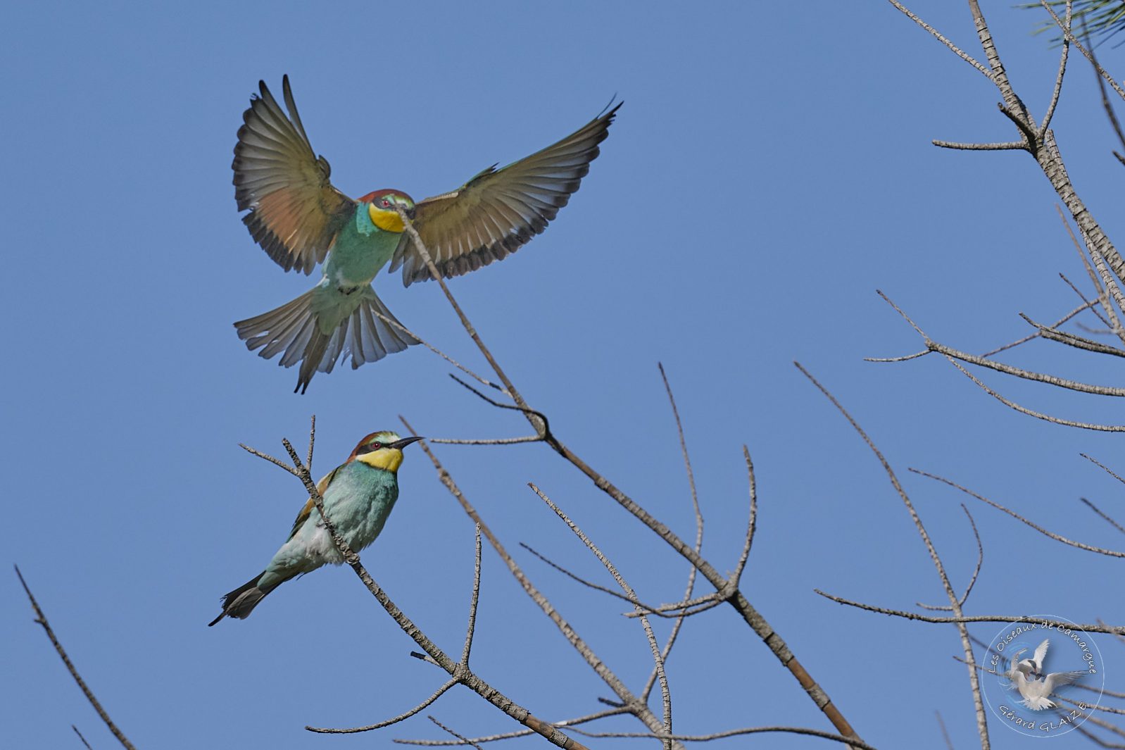 Guêpier d'Europe - European Bee-eater