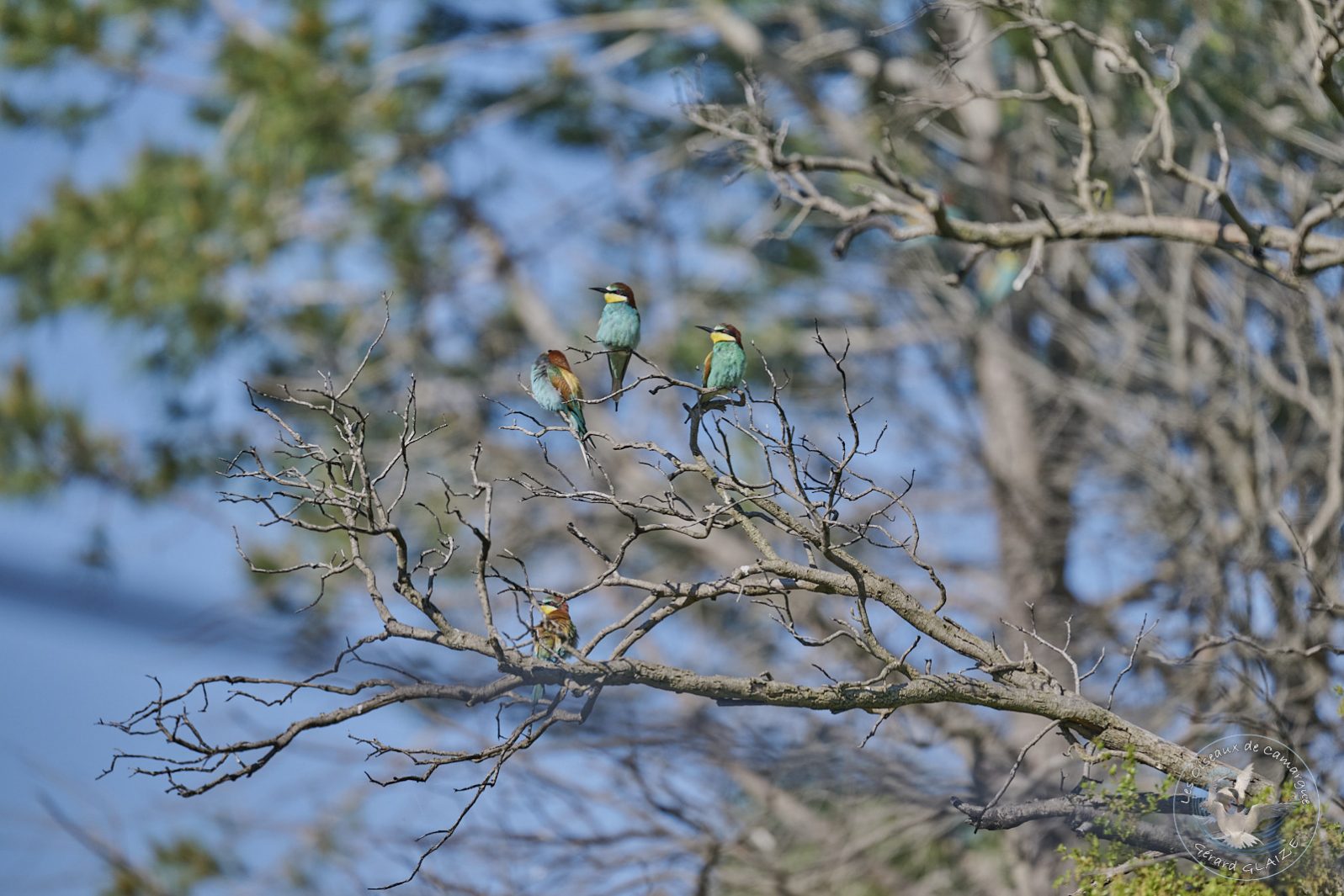 Guêpier d'Europe - European Bee-eater