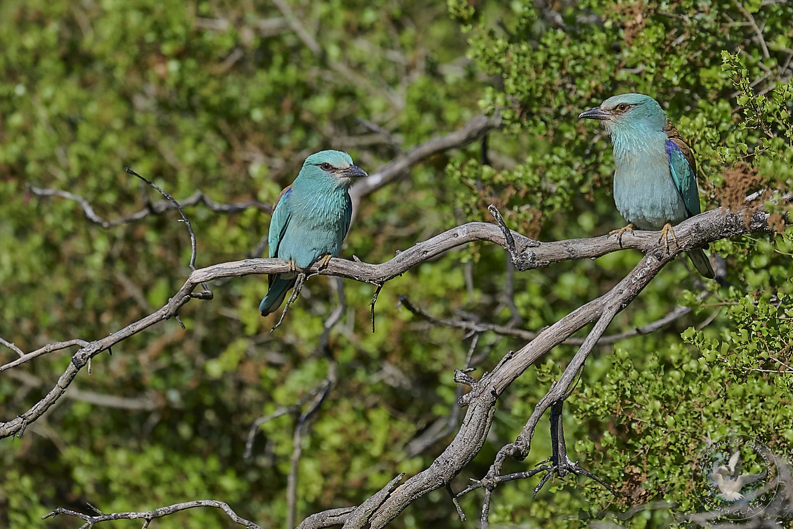 Rollier d'Europe - European Roller