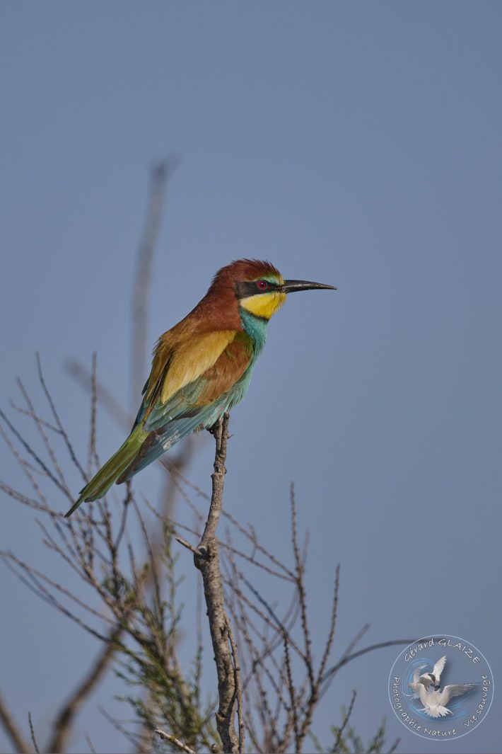 Guêpier d'Europe - European Bee-eater
