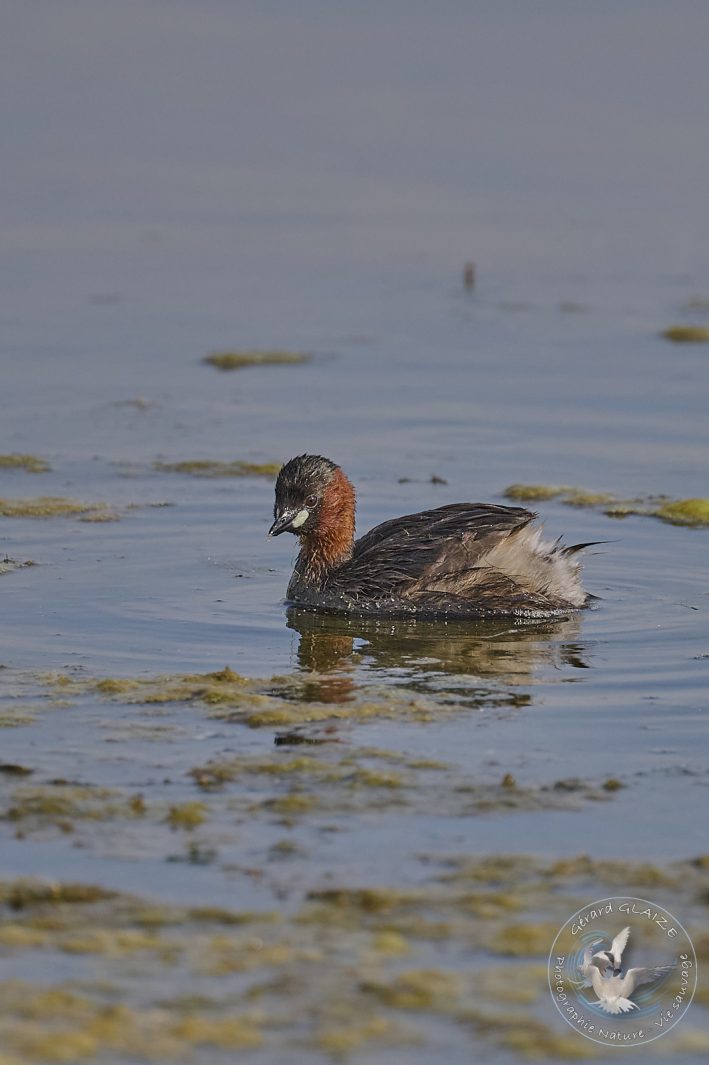 Grèbe castagneux - Little grebe