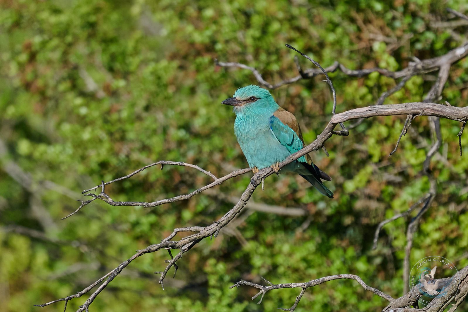 Rollier d'Europe - European Roller