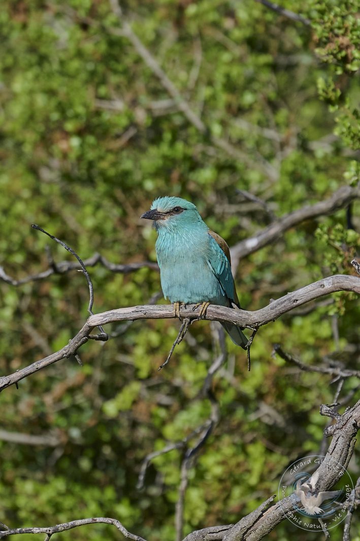 Rollier d'Europe - European Roller