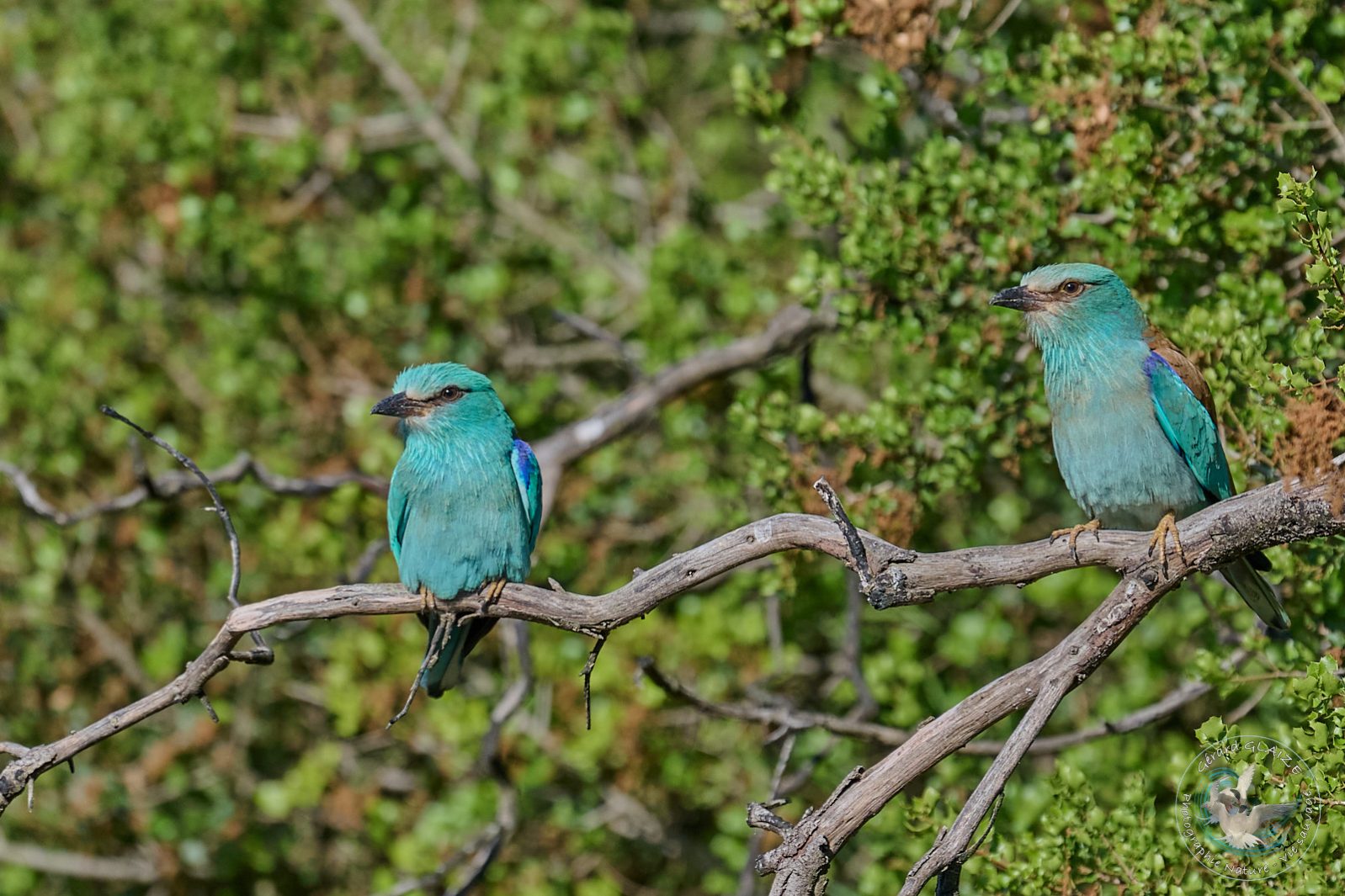 Rollier d'Europe - European Roller