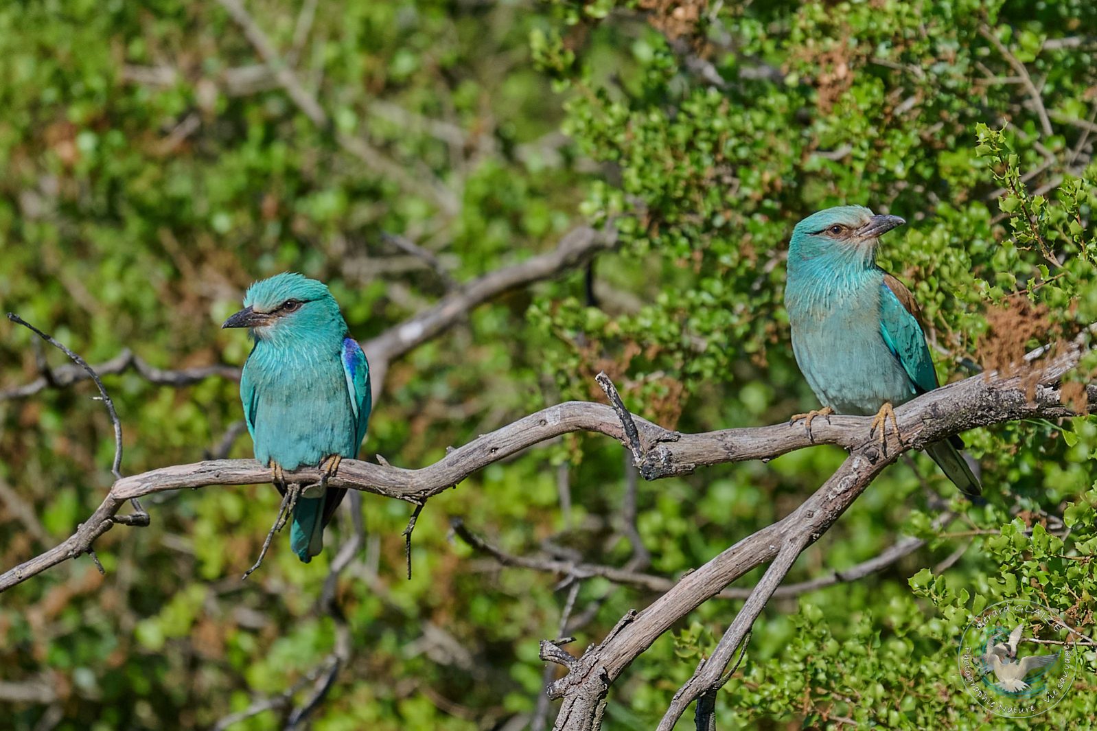 Rollier d'Europe - European Roller