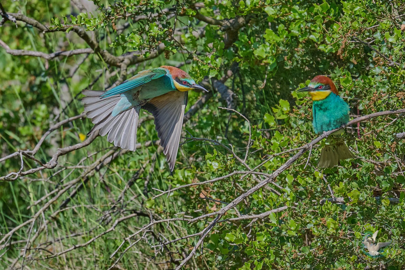 Guêpier d'Europe - European Bee-eater