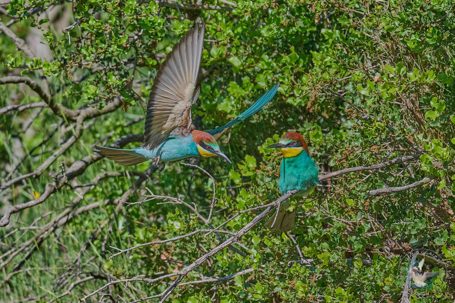 Guêpier d'Europe - European Bee-eater