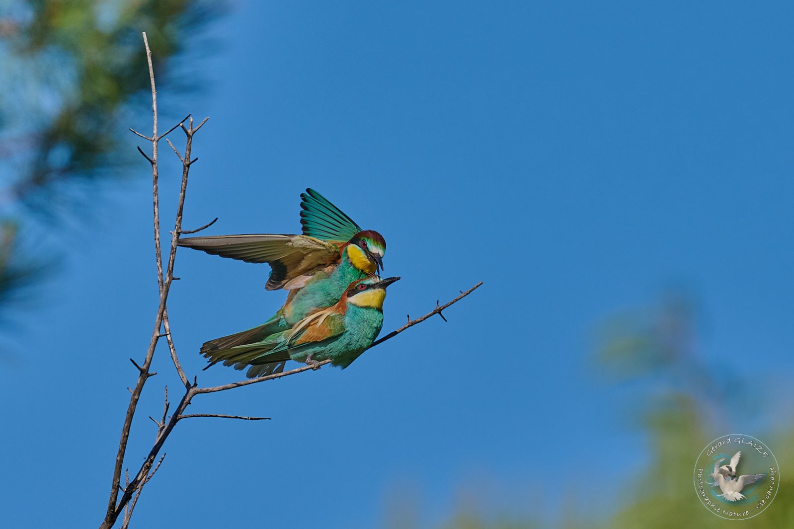 Guêpier d'Europe - European Bee-eater