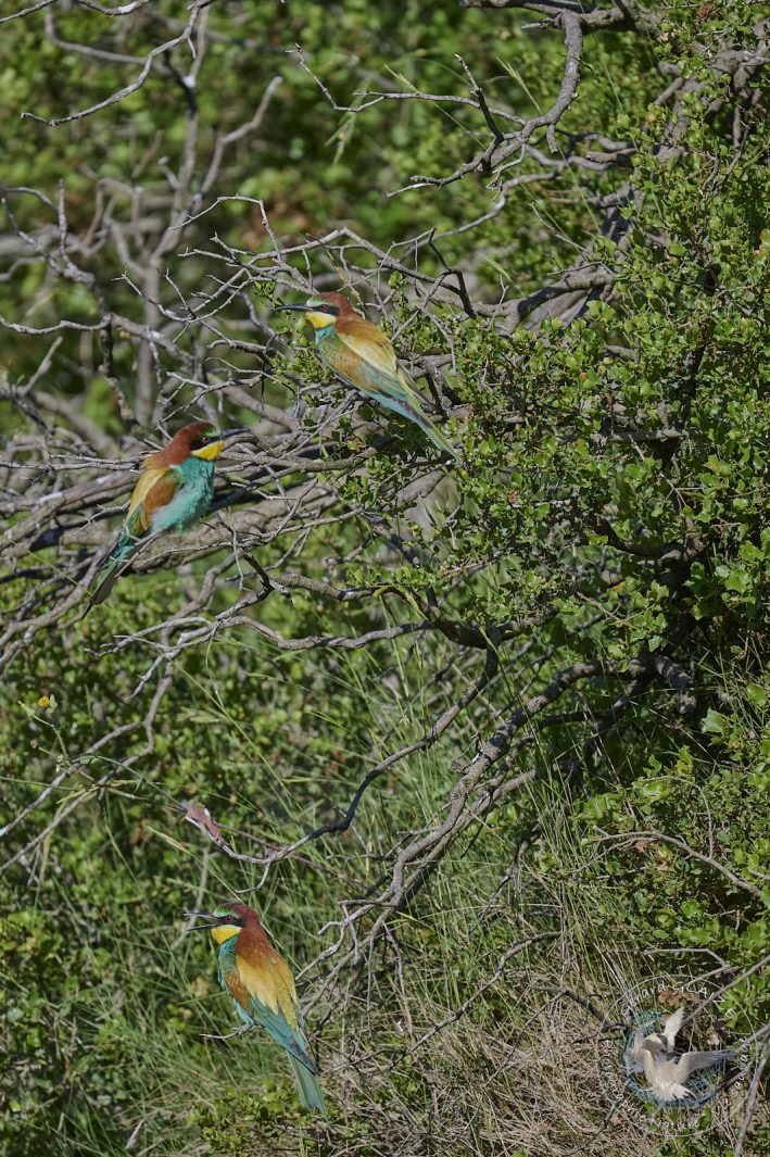 Guêpier d'Europe - European Bee-eater
