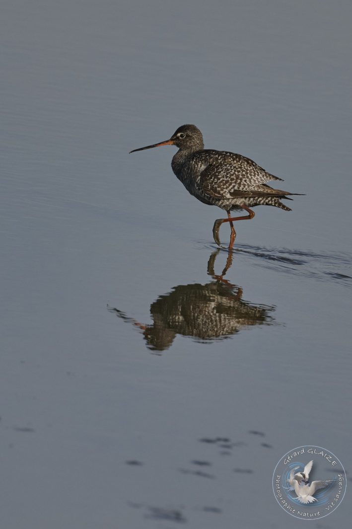 Chevalier Arlequin - Spotted Redshank
