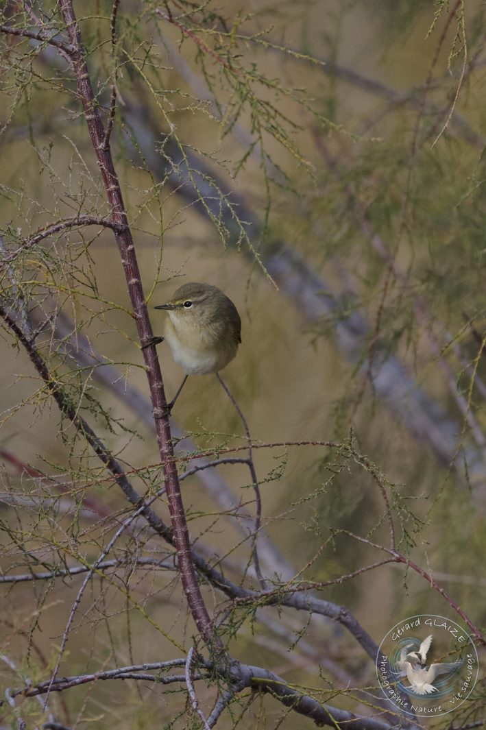 Pouillot véloce - Common Chiffchaff