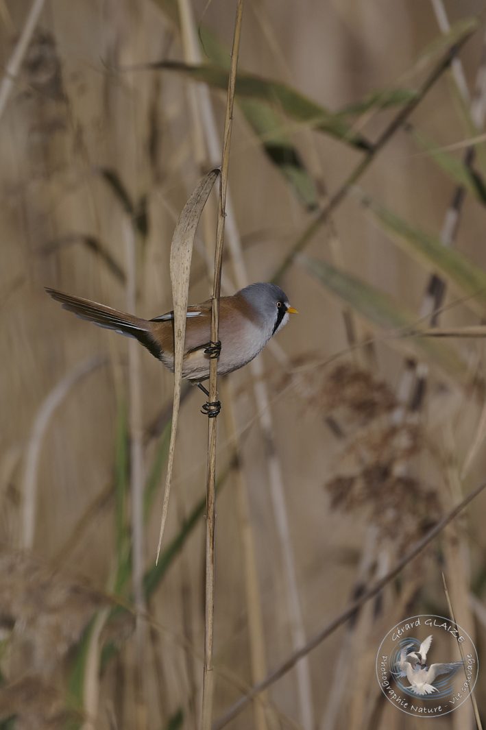 Panure à moustaches - Bearded Reedling