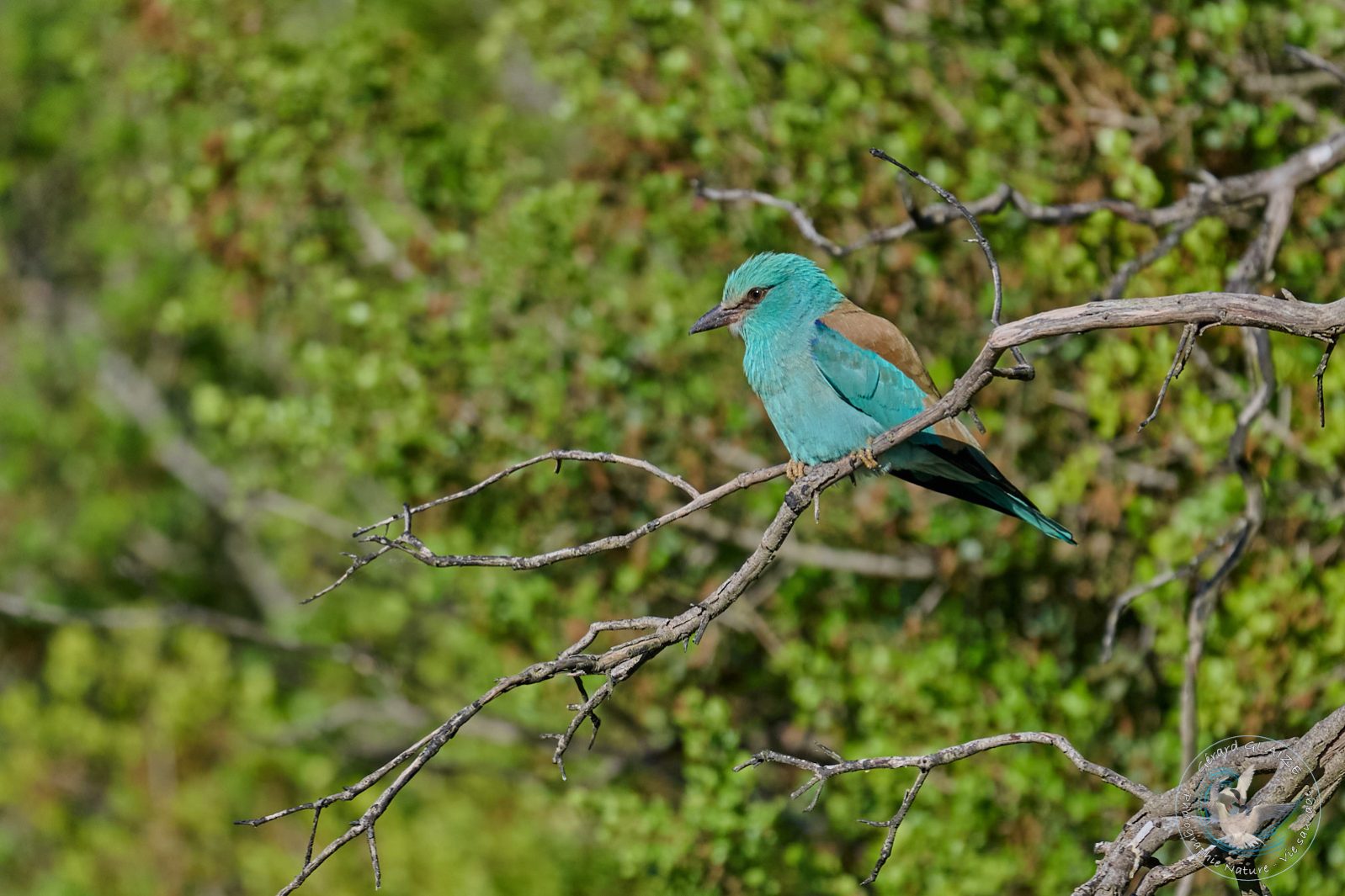 Rollier d'Europe - European Roller