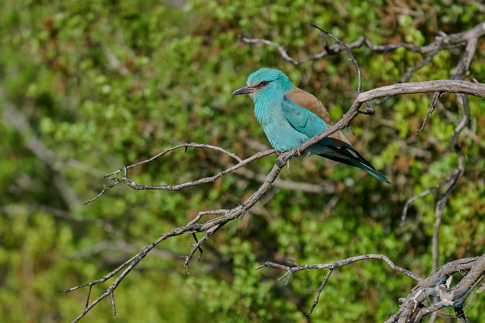 Rollier d'Europe - European Roller
