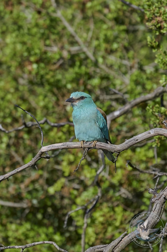 Rollier d'Europe - European Roller