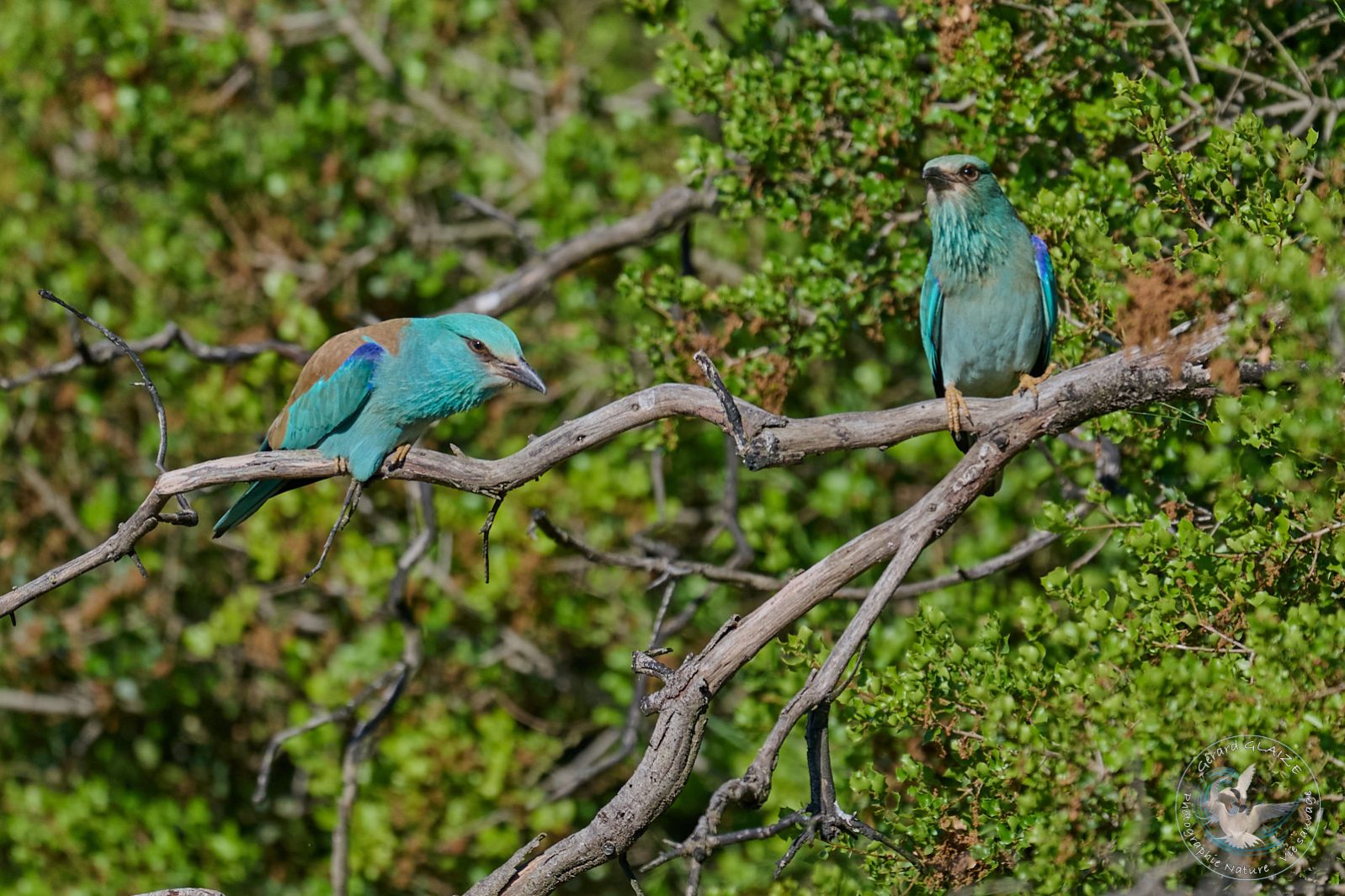 Rollier d'Europe - European Roller