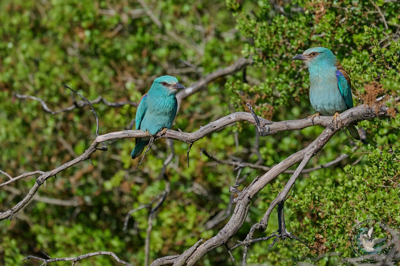 Rollier d'Europe - European Roller