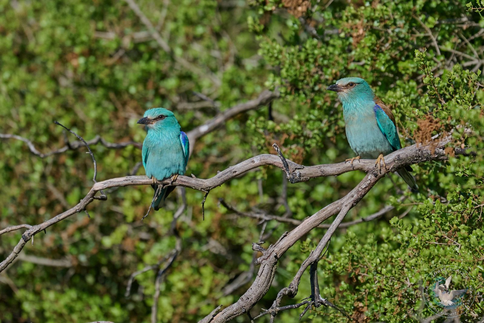 Rollier d'Europe - European Roller